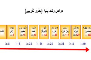 گیاه شناسی پنبه