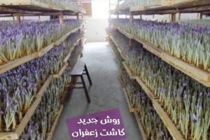 پاورپوینت زعفران