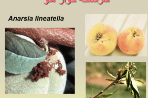 دانلود پاورپوینت آفات مهم درختان میوه هسته دار عالی ppt