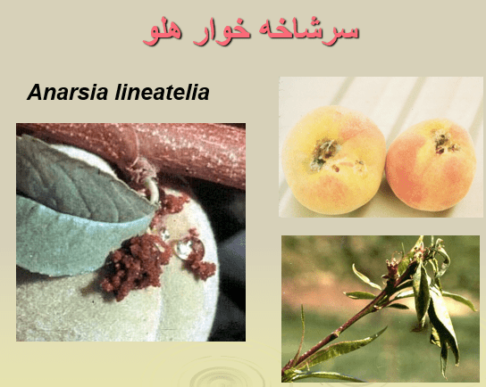 دانلود پاورپوینت آفات مهم درختان میوه هسته دار عالی ppt