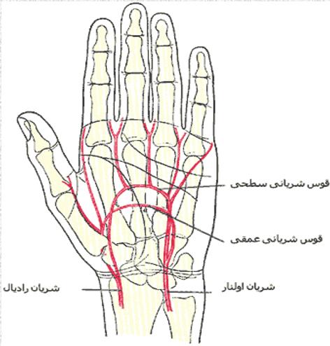 دانلود پاورپوینت آناتومی دست کمیاب و عالی