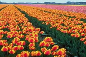 گلهای نشایی ( کشت و کار)