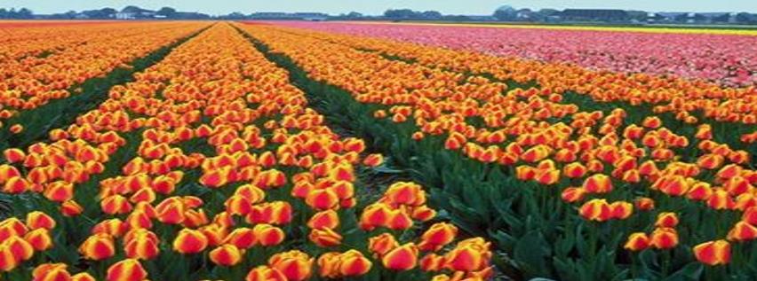 گلهای نشایی ( کشت و کار)