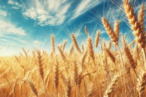 دانلود پاورپوینت آفات گندم کمیاب و عالی ppt