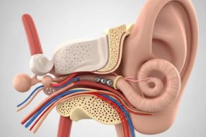 دانلود ppt پاورپوینت آناتومی گوش کمیاب و عالی