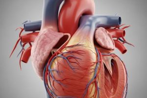 دانلود ppt پاورپوینت آناتومی قلب کمیاب و عالی