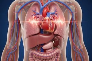 فیزیولوژی دستگاه گردش خون