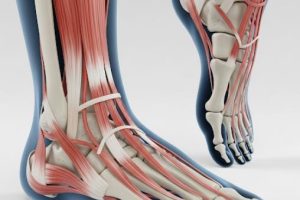 دانلود ppt پاورپوینت آناتومی پا و مچ پا کمیاب و عالی