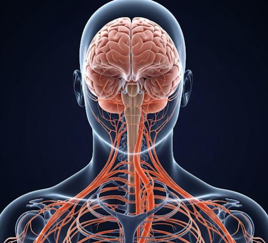 آناتومی دستگاه عصبی