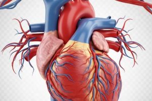 دانلود ppt پاورپوینت آناتومی و فیزیولوژی قلب کمیاب و عالی