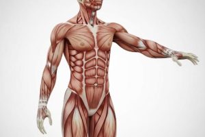 دانلود ppt پاورپوینت آناتومی عضلات اسکلتی کمیاب و عالی
