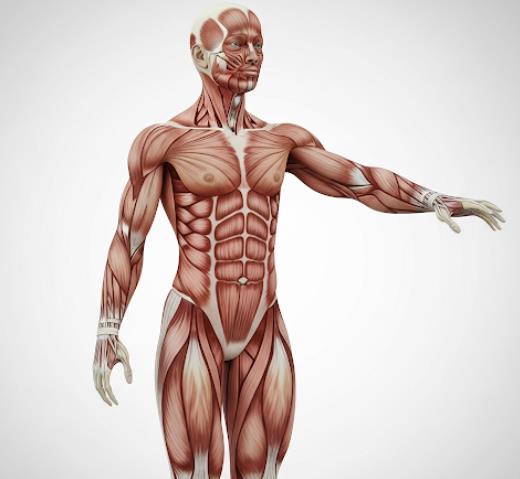 دانلود ppt پاورپوینت آناتومی عضلات اسکلتی کمیاب و عالی