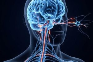 دانلود ppt پاورپوینت سیستم عصبی کمیاب و عالی