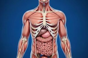 دانلود ppt پاورپوینت آناتومی انسانی کمیاب و عالی
