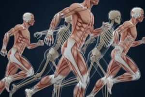 دانلود ppt پاورپوینت مبانی آناتومی و حرکت شناسی ساختاری کمیاب و عالی