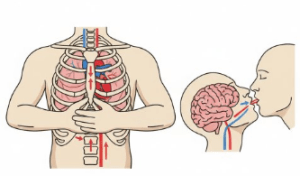دانلود ppt پاورپوینت احیای قلبی ریوی CPR کمیاب و عالی