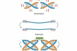 آموزش PCR