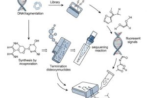  توالی یابی DNA