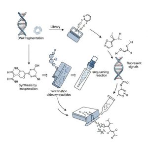 توالی یابی DNA